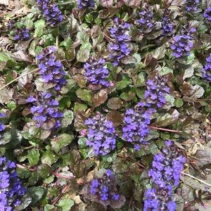 Meet your Posher, Pat